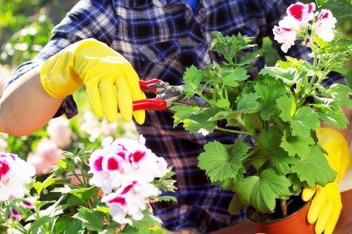 Landscape gardener arranging green waste in Knightsbridge garden near terraced homes