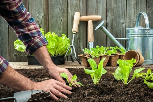 Gardener planning hedge trimming process