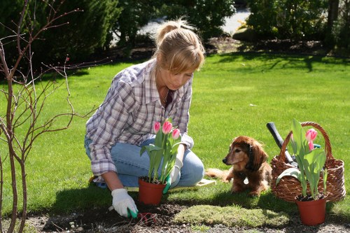 Healthy pruned tree enhancing property aesthetics